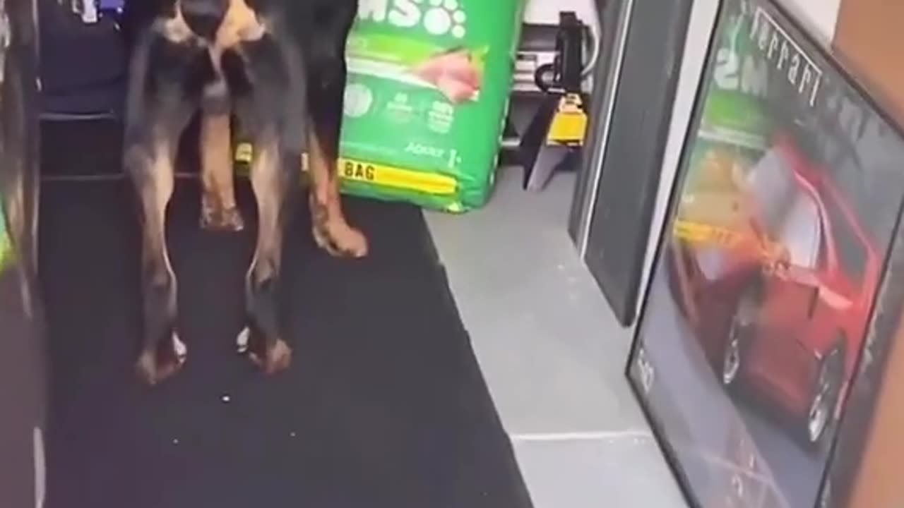 Funny videos