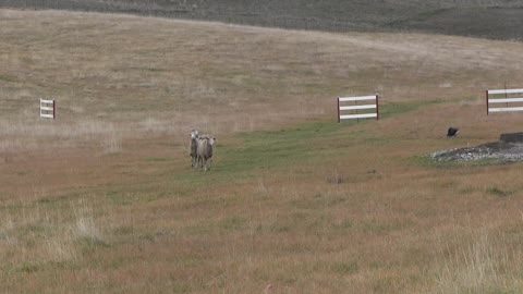 Val at Tremonton trial Nov 2021 Run 1 0082