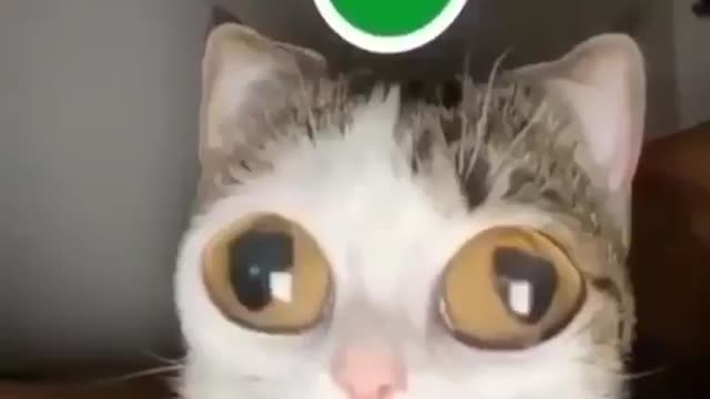 FUNNY, DONT LAUGH CHALLENGE
