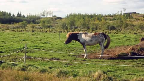 beautiful brown and white horse