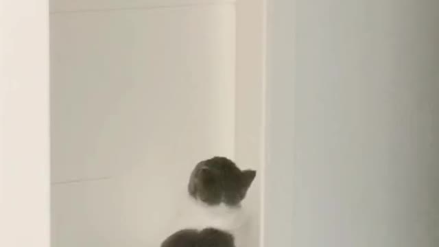 Amazing cat😍🥰😱