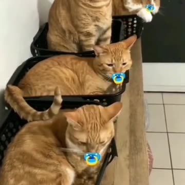 Cute Orange Cat Like a Baby