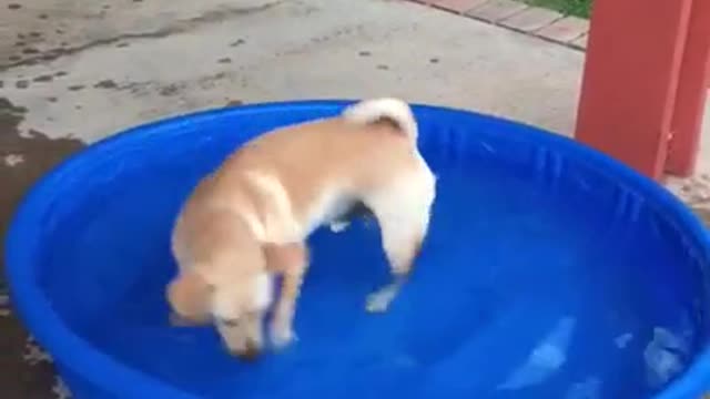 Curious Dogs Try to Catch Toy Fish Swimming in Water Tub