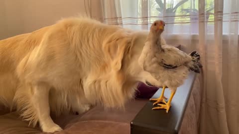 Golden Retriever and Chick [Funny Reaction]