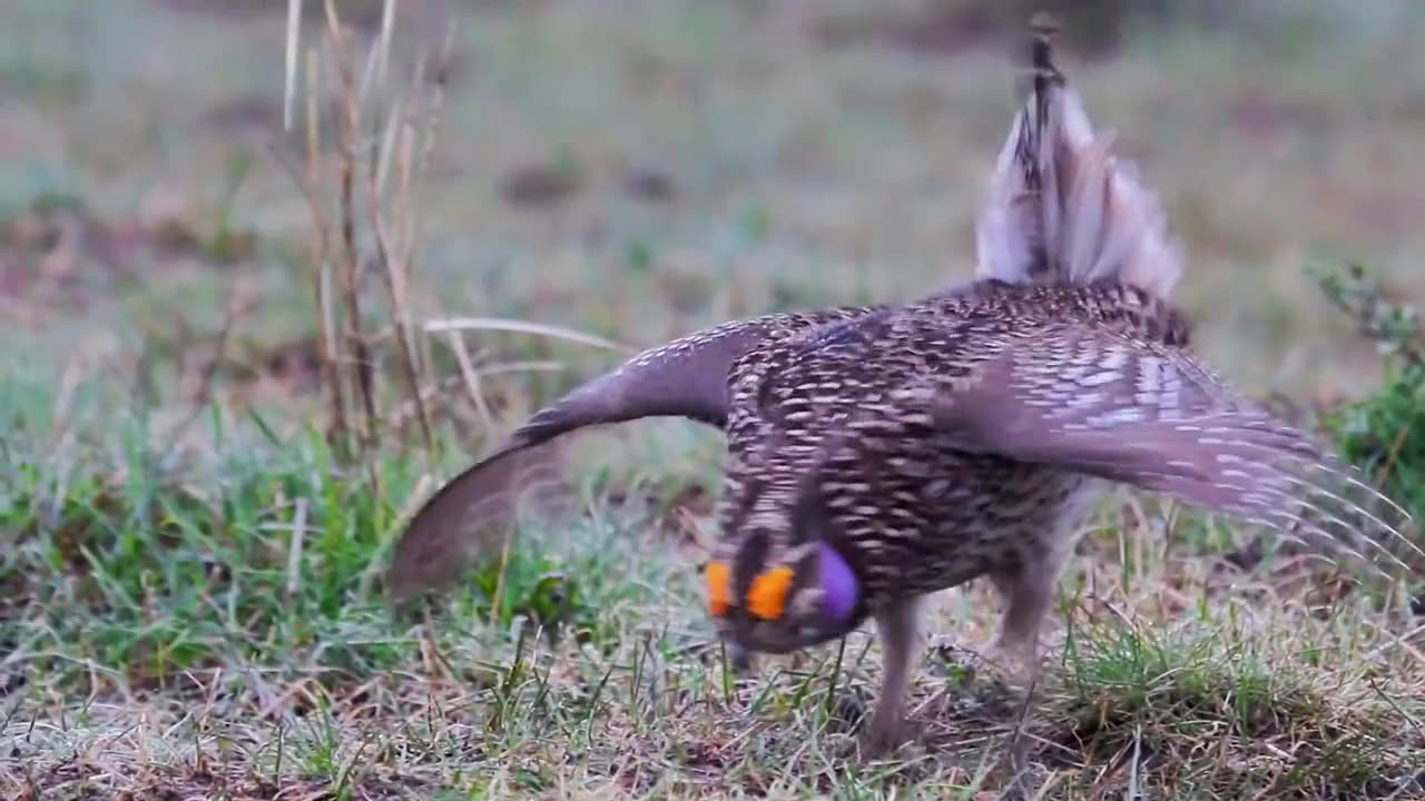Funny Video