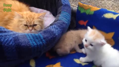 Funny Cat Videos - Mom Cat Talking to Kittens Cute Cat Videos