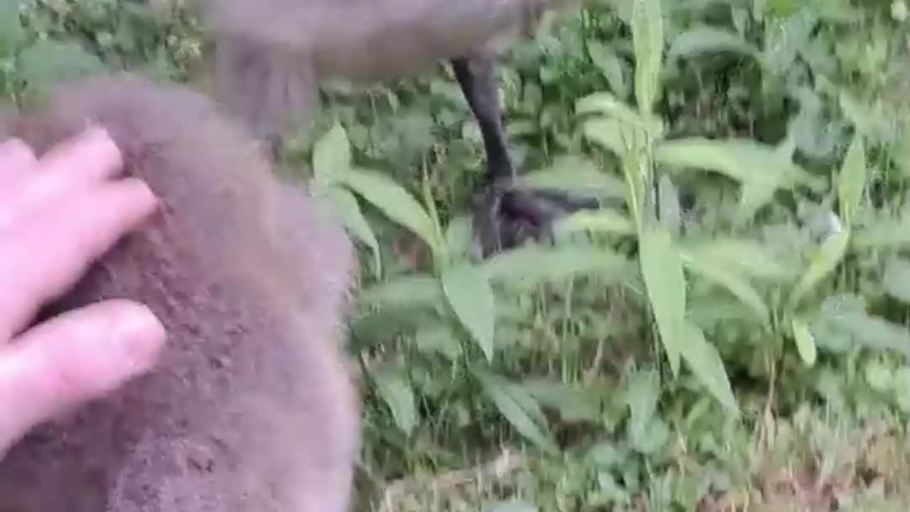 Canadian Cobra Chicken Encounter!