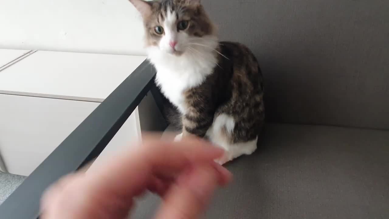 I'm ready to squeeze Hooman's hand😸😸😸