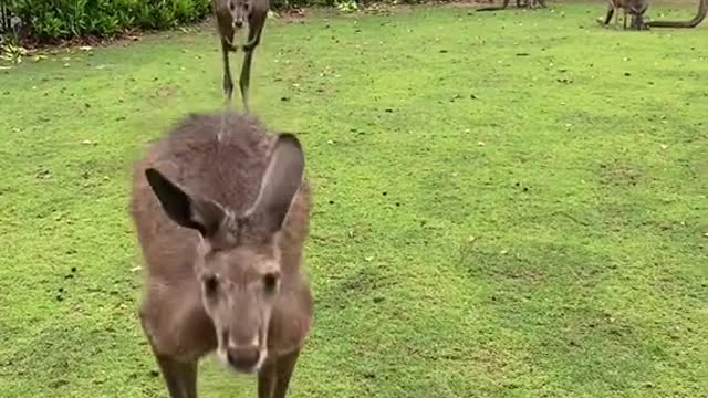 kangaroos