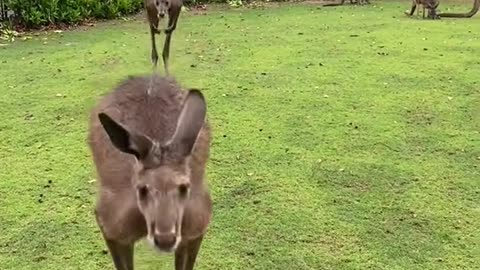 kangaroos