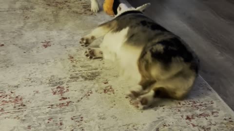 Corgi Drags Sister During Game Of Tug