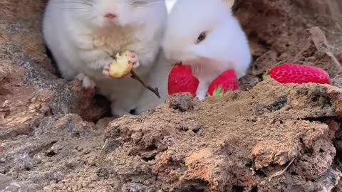 Adorable Little Animals Playing and Exploring the World 🐾🐇🐶