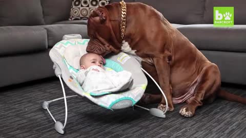 A Giant Pitbull's love to a newborn baby