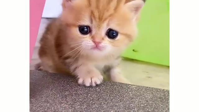 Cute kitten video 😍#cute #cats #animallover