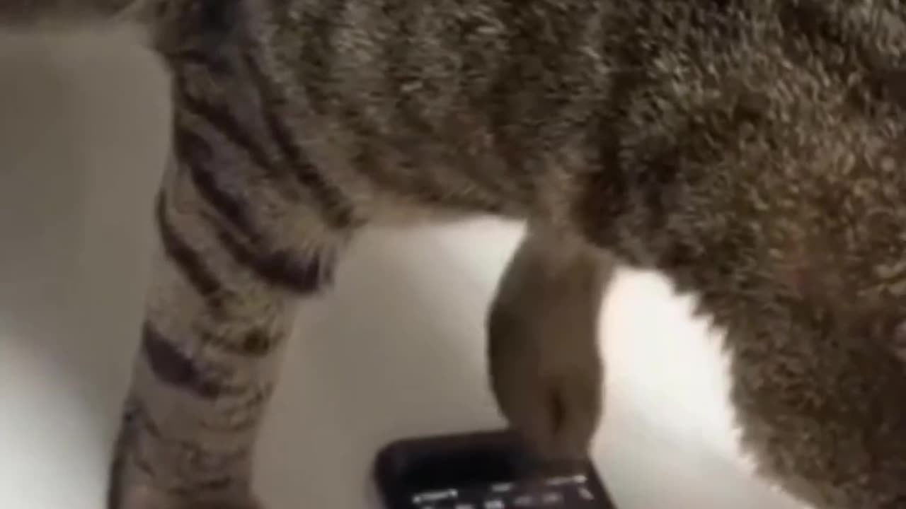 FUNNU ANIMALS 2023 🐾 CATS, DOGS, PARROTS 🐈 🐕 🦜 CUTE and FUNNIEST ANIMAL VIDEO'S
