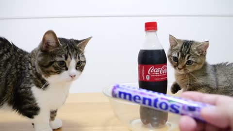 Gatos com orçamento limitado: nossas melhores dicas para economizar dinheiro sempre-verde