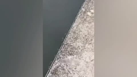 Funny videos