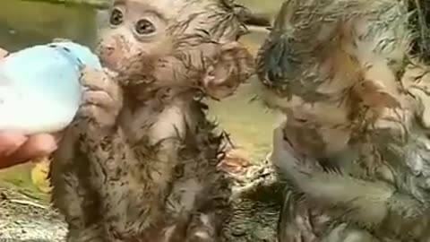 2 Monkeybabys after the flood