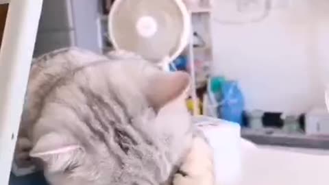 Hey, Kitty, doesn't it taste great to eat sunflower seeds?
