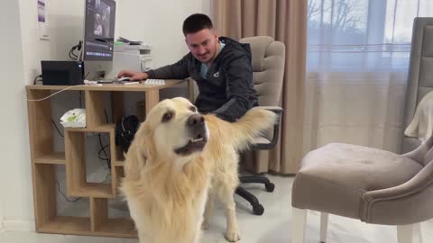 Golden Looking For Some Good Old Attention