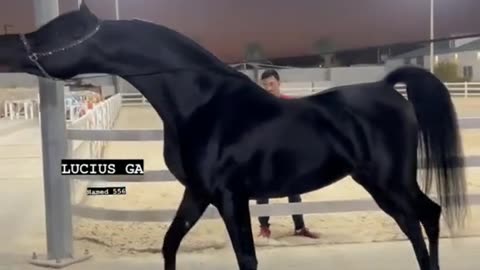 Arabic horse