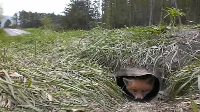 Fox kit (baby fox) waking up