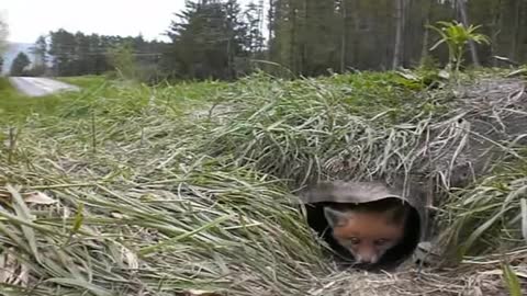 Fox kit (baby fox) waking up