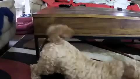 Cute Fluffy Chihuahua doing yoga funny video furbo dog camera