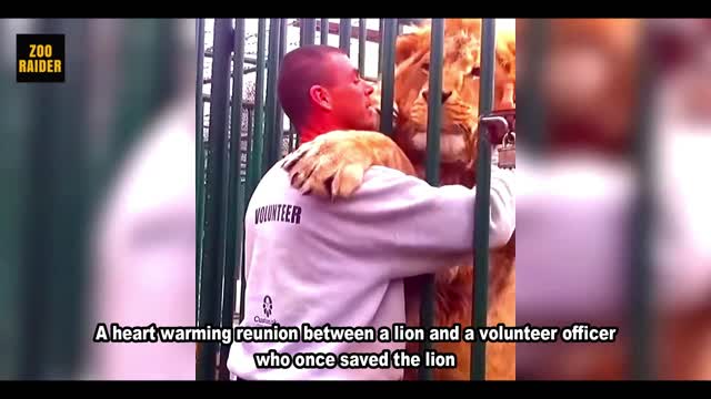 Huge Lion And Savior Reunited