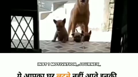 Viral videos Short dog janwar