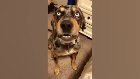 Funny Animal Videos 2022 😂 - Funniest Cats And Dogs Video