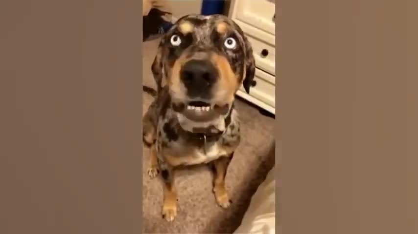 Funny Animal Videos 2022 😂 - Funniest Cats And Dogs Video