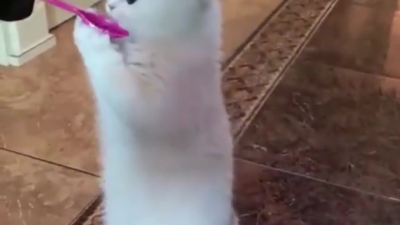 Funny animal 😂😂🤣