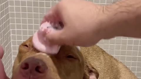 pitbull taking a bath