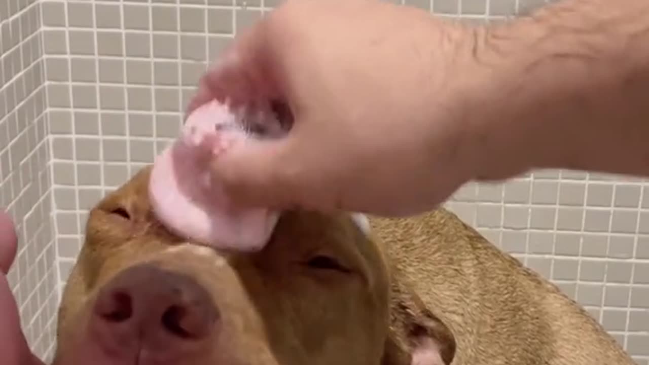 pitbull taking a bath