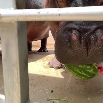 HIPPO CRUSHES WATERMELON! 🦛🍉