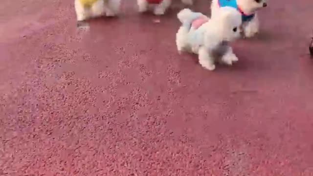 Cute and Funny Pomeranian Videos 204 #Shorts