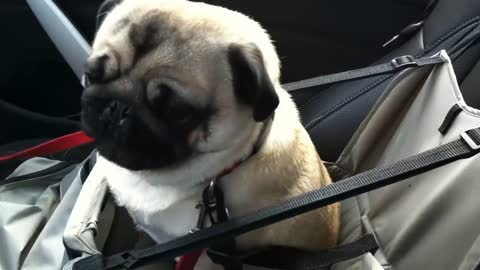 Dog loses it after finding out he's at pet store