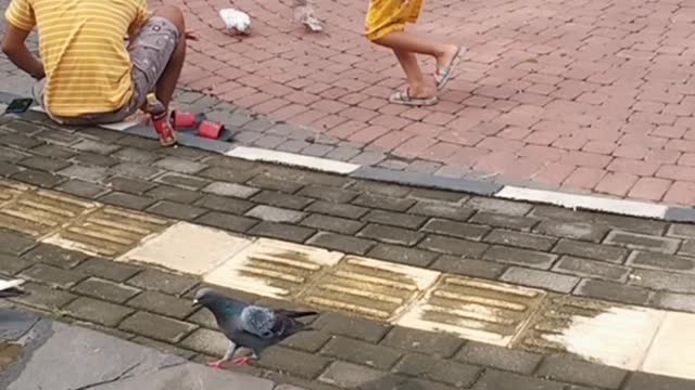 feed the birds in the garden