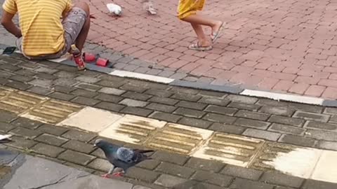 feed the birds in the garden