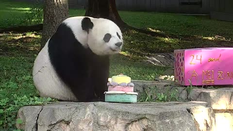 Cute lazy panda 🥰 Mei Xiang's 24th Birthday 🎂