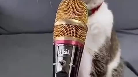 #cate_original_voice_#shorts# viral #tranding
