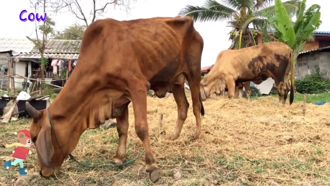 moments: Horse, Monkey, Crocodile, Rabbit, Cow, Pig, Duck, Cat, Sheep - animal sounds.