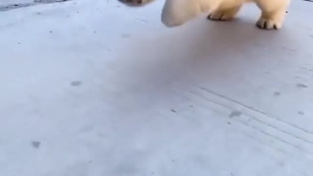 Running cute puppy🐶