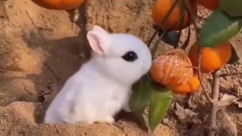 Best Funny Animal Videos of the year 2021