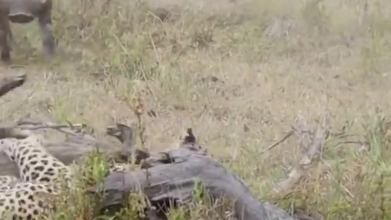 Rare Footage- Male Leopard Hunts Warthog