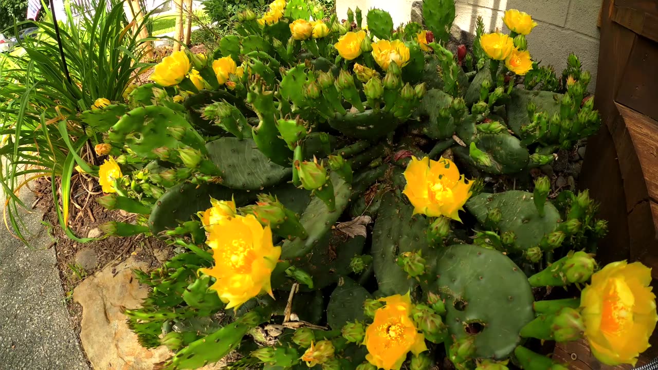 Flowering Cactus