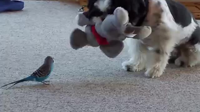 Funny Dogs Playing With Toys - Funny Dog Videos 2022