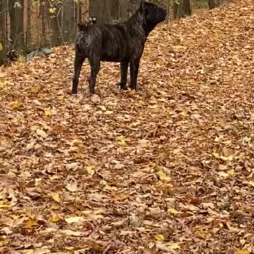 Cane Corso goes on Alert