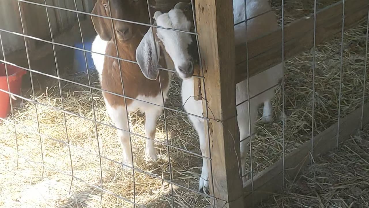 Grumpy Goats